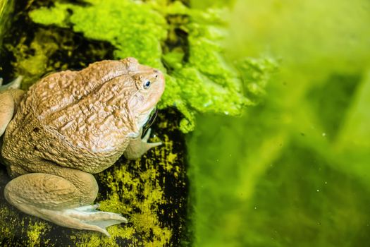 a male toad in water pond on the leaf, animal wildlife.