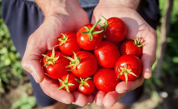 A man is holding homemade tomatoes in his hands. selective focus. summer.