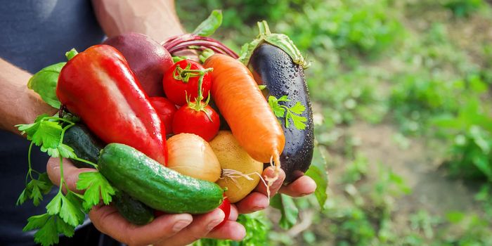 homemade vegetables in the hands of men. harvest. selective focus. summer.