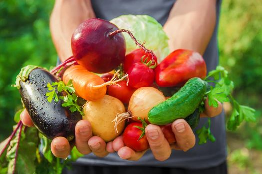 homemade vegetables in the hands of men. harvest. selective focus. summer.