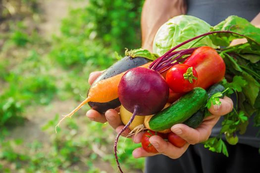 homemade vegetables in the hands of men. harvest. selective focus. summer.