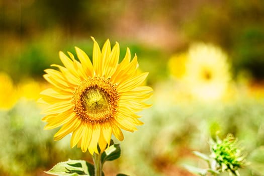 Shiny yellow sunflower on a sunny day stand against graden background. Summer natural background. Selective focus.