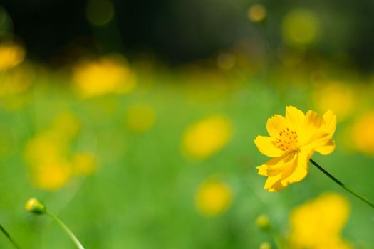 Yellow cosmos flowers with nature landscape background. cosmos flower close up view