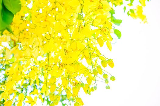 Yellow flowers in bloom. Beautiful bouquet with tropical flowers and plants on white background. Yellow wisteria.