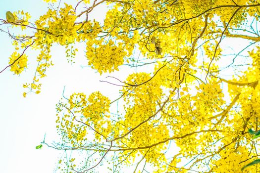 Yellow flowers in bloom. Beautiful bouquet with tropical flowers and plants on white background. Yellow wisteria.