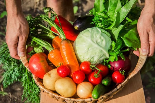 homemade vegetables in the hands of men. harvest. selective focus. summer.