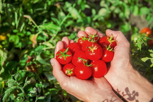 A man is holding homemade tomatoes in his hands. selective focus. summer.