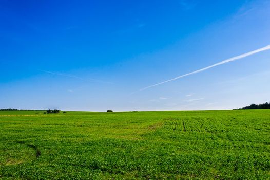 Green Field of wheat, blue sky and sun, white clouds. wonderland