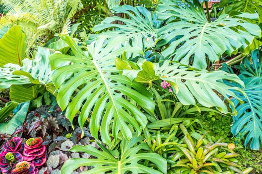 Green nature of Fern and trees in tropical garden nture background.