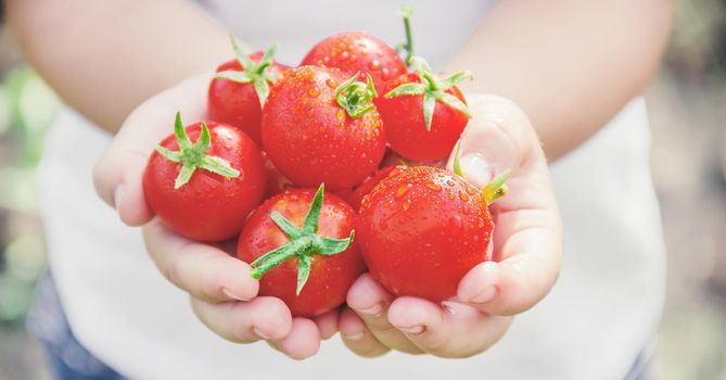 child collects a harvest of homemade tomatoes. selective focus. nature.