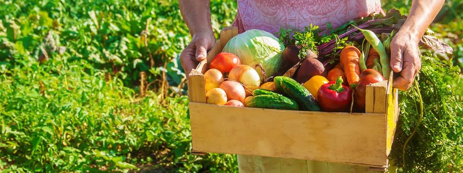 grandmother in the garden gather the harvest. Selective focus. nature.