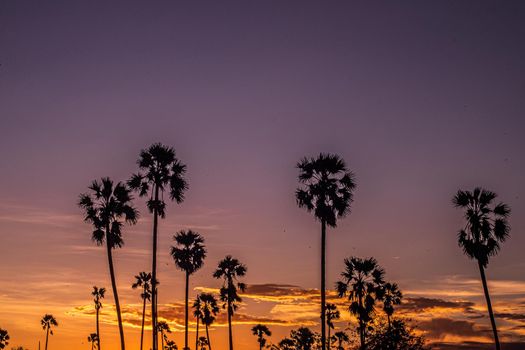 Palm tree silhouette background. California sunset landscape. Tropical forest and mountains. Sunset orange sky. Nature panorama.