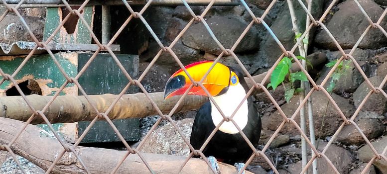 Brazilian toucan in keeper in the interior of Brazil in zoo