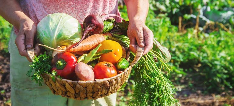 grandmother in the garden gather the harvest. Selective focus. nature.