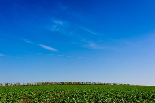 Green Field of wheat, blue sky and sun, white clouds. wonderland