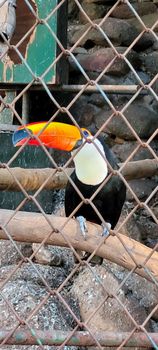 Brazilian toucan in keeper in the interior of Brazil in zoo