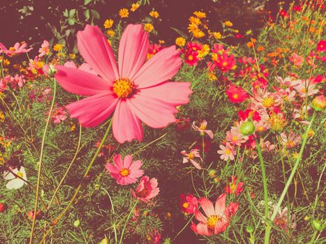 Springtime, beauty in nature and gardening concept - Daisy flowers in sunny garden