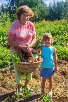 grandmother and granddaughter in the garden gather the harvest. Selective focus. nature.