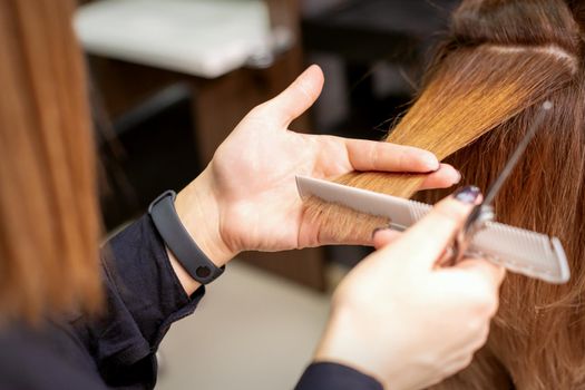 Hands of hairdresser hold hair strand between his fingers making haircut of long hair of the young woman with comb and scissors in hairdresser salon, close up