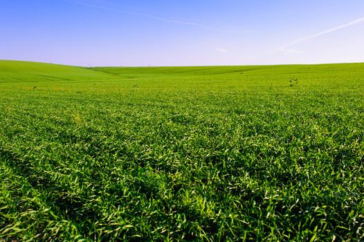 Green Field of wheat, blue sky and sun, white clouds. wonderland