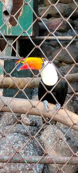 Brazilian toucan in keeper in the interior of Brazil in zoo
