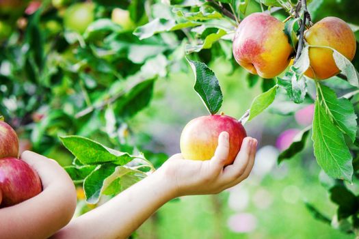 Child with an apple. Selective focus. Garden Food