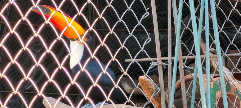 Brazilian toucan in keeper in the interior of Brazil in zoo