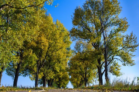 Rural road on an autumn day. Autumn road through a rural field landscape