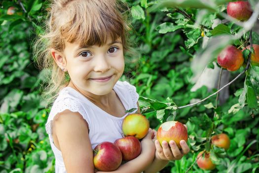 Child with an apple. Selective focus. Garden Food