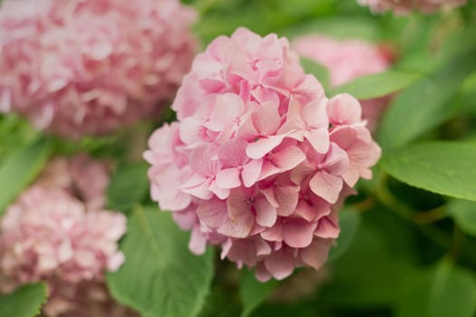 Close up light pink hortensia fresh flowers blur background