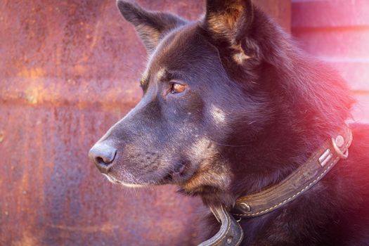 The black dog guards the house. The dog guards the owner's property. House surveillance. Friend of human.