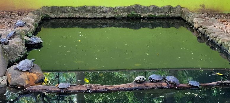 turtles in tropical lake leaning on logs in Brazil