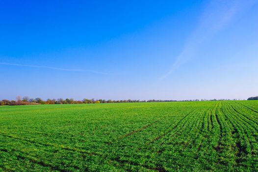 Green Field of wheat, blue sky and sun, white clouds. wonderland