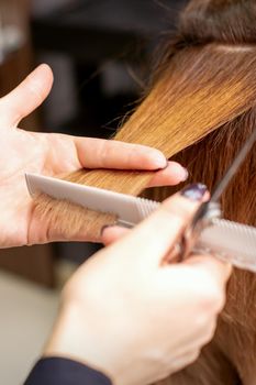 Hands of hairdresser hold hair strand between his fingers making haircut of long hair of the young woman with comb and scissors in hairdresser salon, close up