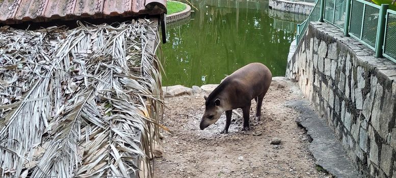 Brazilian tapir in zoo in tropical lagoon, with green in sunny day