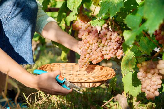 Close-up of woman hand cutting with secateurs harvest of pink organic ripe grapes in summer autumn vineyard. Agriculture harvesting farming, natural eco fruits food, healthy eating concept