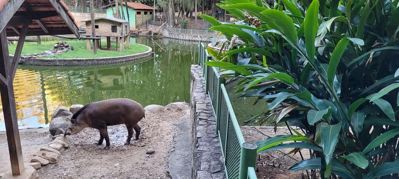 Brazilian tapir in zoo in tropical lagoon, with green in sunny day