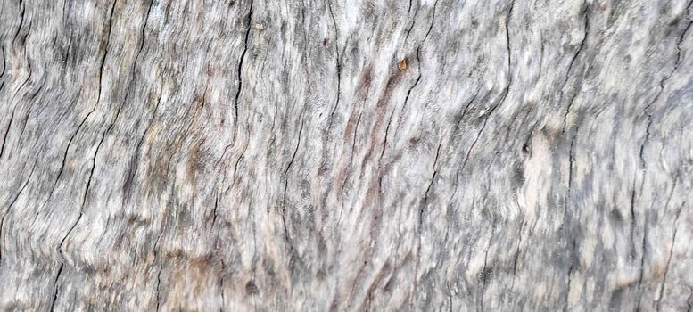 tree trunk with dark texture and abstract lines, from cut wood