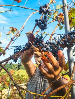 old bearded man harvesiting for wine production