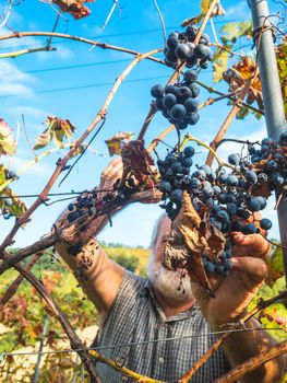 old bearded man harvesiting for wine production