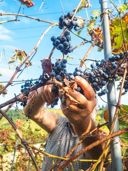 old bearded man harvesiting for wine production
