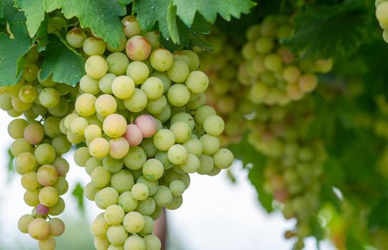 Grapes ready for picking in early autumn with almost yellow berries waiting to be picked