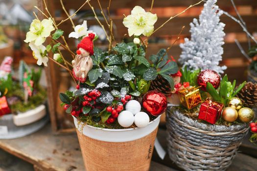 Christmas composition with the plants for Christmas