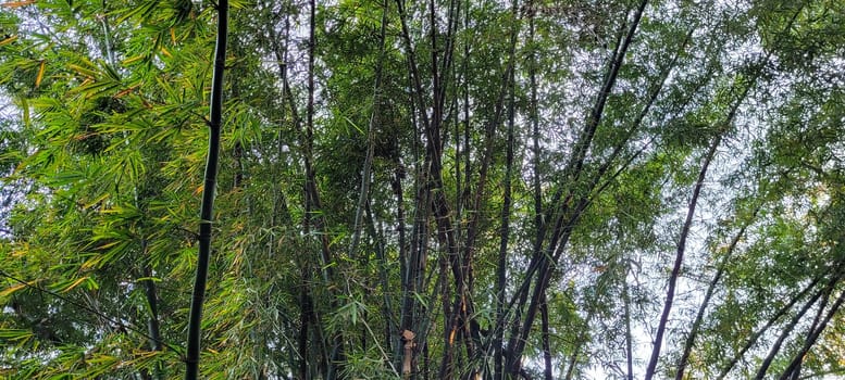 tropical tree with green leaves in forest in the interior of Brazil