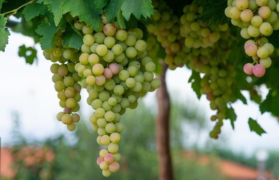 Grapes ready for picking in early autumn with almost yellow berries waiting to be picked