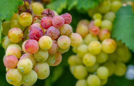 Grapes ready for picking in early autumn with almost yellow berries waiting to be picked