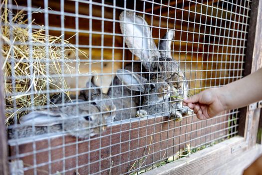 Cute rabbits on animal farm in rabbit-hutch. Bunny in cage on natural eco farm. Animal livestock and ecological farming. Child feeding a pet rabbit through the gap in the cage