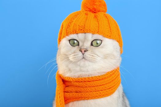 close up of a funny white cat, sitting in an orange knitted hat and scarf, on a blue background. copy space