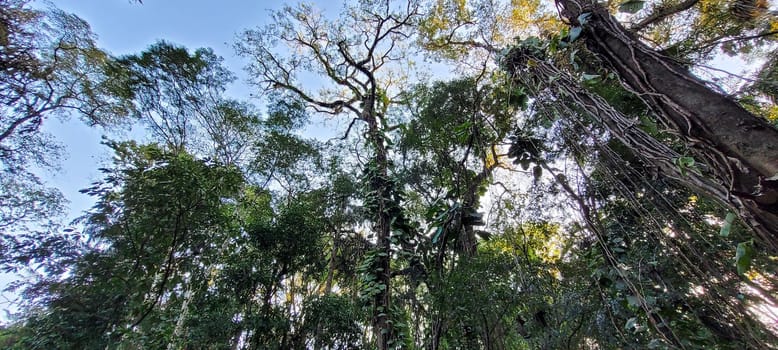 tropical tree with green leaves in forest in the interior of Brazil
