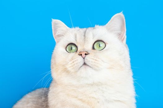 Close-up of an adorable white cat on a blue background looks up to the left.